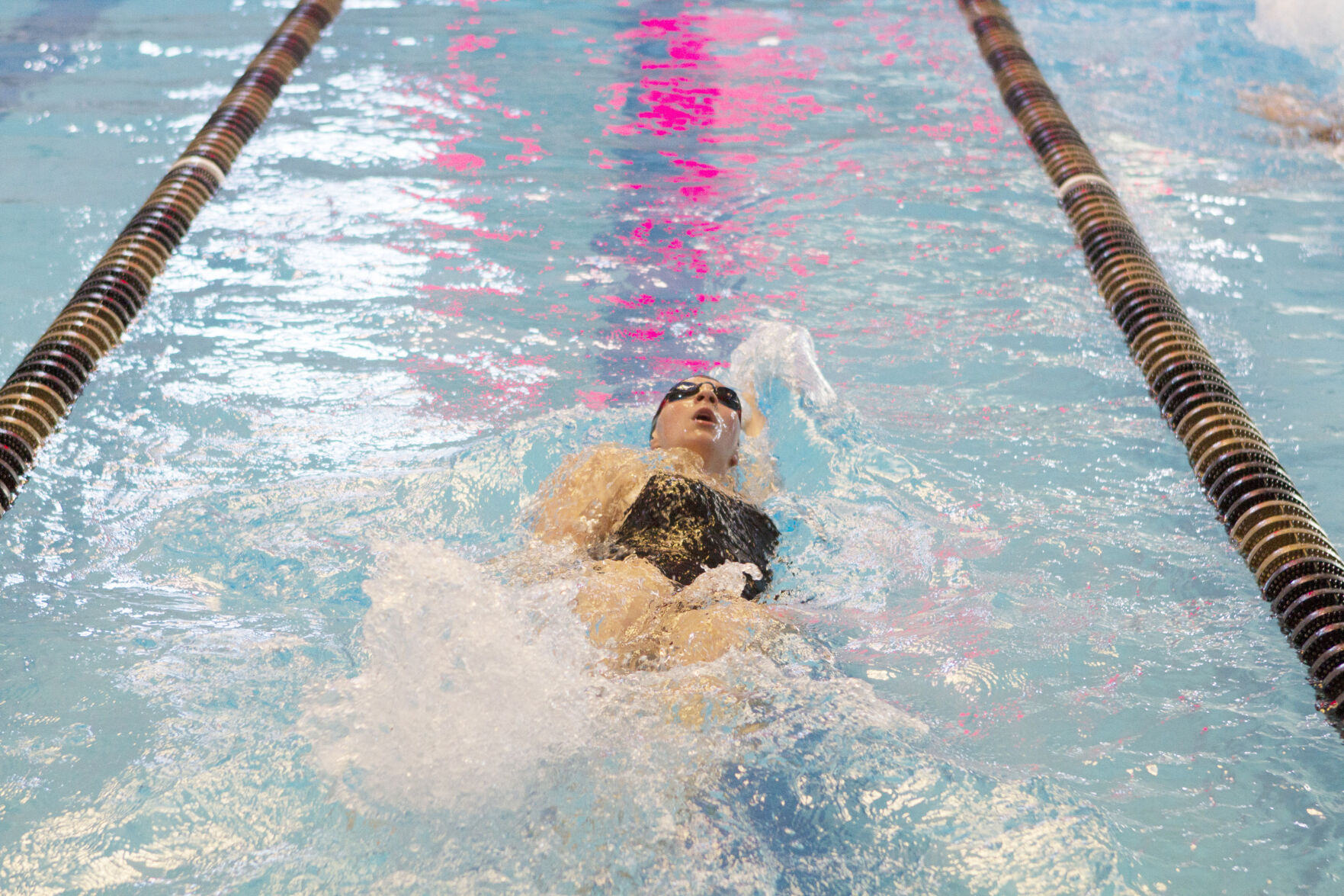SPO_Bison_swim Lambert back.jpg